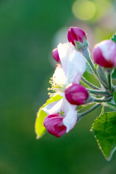 Rosa äpple blommar i april — Stockfoto