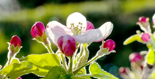 Kwiaty różowe jabłko w kwietniu — Zdjęcie stockowe
