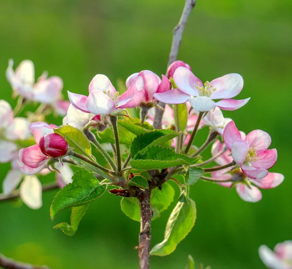 Aplle blossom i en fruktodling — Stockfoto