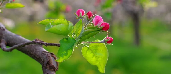 Aplle blossom i en fruktodling — Stockfoto