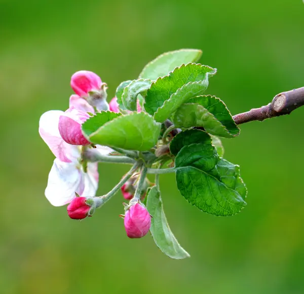 Aplle blossom i en fruktodling — Stockfoto