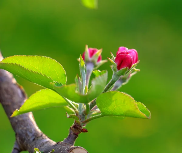 Aplle blossom i en fruktodling — Stockfoto