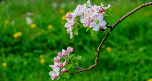 Egy gyümölcsös aplle blossom — Stock Fotó