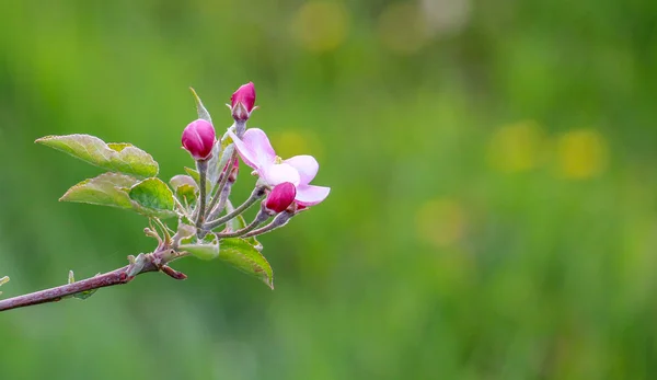 Aplle blossom in an orchard — Stock Photo, Image