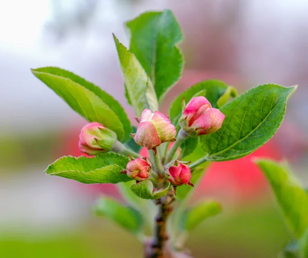 Aplle blossom i en fruktodling — Stockfoto