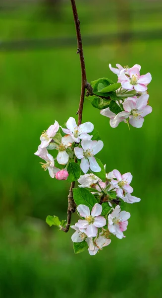 Aplle 果樹園の花 — ストック写真