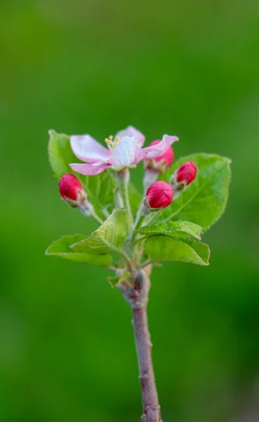 Aplle a flor em um pomar — Fotografia de Stock