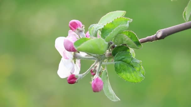 Rosa äpple blommar i april — Stockvideo