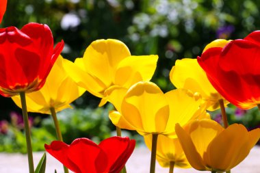 lale bahçesinde. bahar Tema