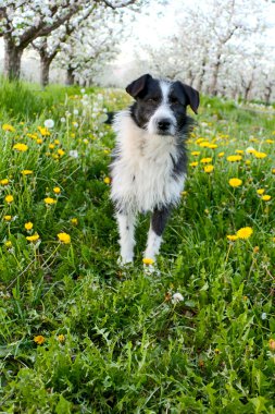 sokak köpeği bir elma bahçesi