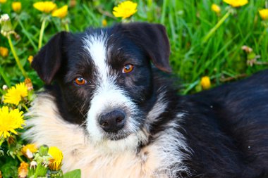 sokak köpeği bir elma bahçesi