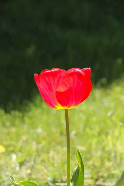 Tulipány v zahradě. Jarní motiv — Stock fotografie