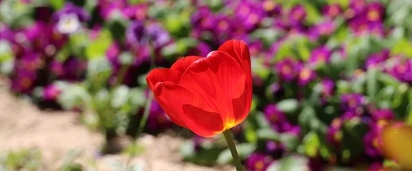 Tulipani in un giardino. tema primavera — Foto Stock