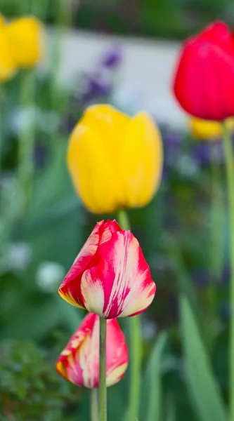 Tulipani in un giardino. tema primavera — Foto Stock