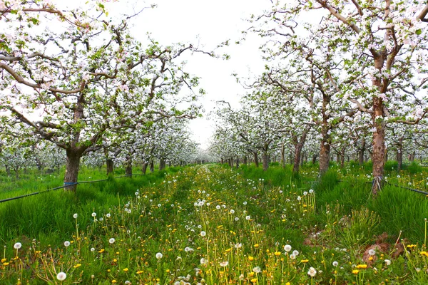Flores de manzana en abril —  Fotos de Stock