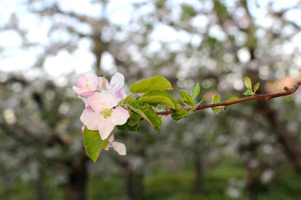 Яблони цветут в апреле — стоковое фото