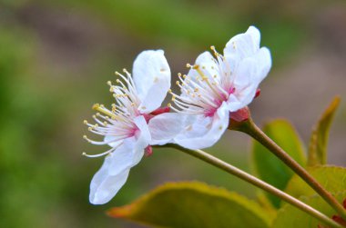 meyve ağacı çiçeği makro