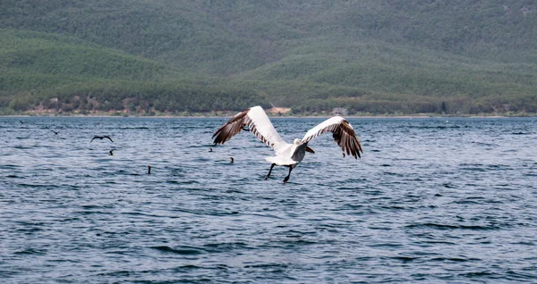 Um pelicano dálmata, Pelecanus crispus, no lago Prespa, Macedônia — Fotografia de Stock
