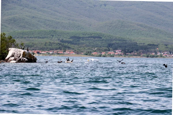 Un pellicano dalmata, Pelecanus crispus, sul lago Prespa, Macedonia — Foto Stock