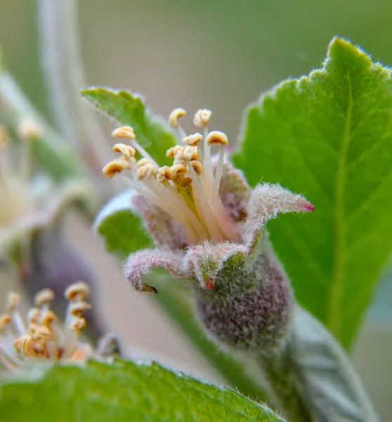 Árbol frutal flor macro —  Fotos de Stock