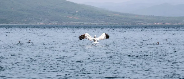 Un pélican dalmate, Pelecanus crispus, sur le lac Prespa, Macédoine — Photo