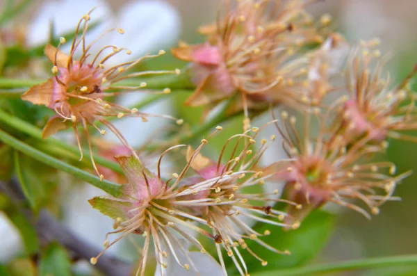 Fruit tree blossom macro — Stock Photo, Image