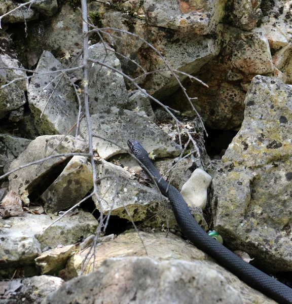 Serpente negra na Ilha Golem grad em Lake Prespa, Macedônia — Fotografia de Stock