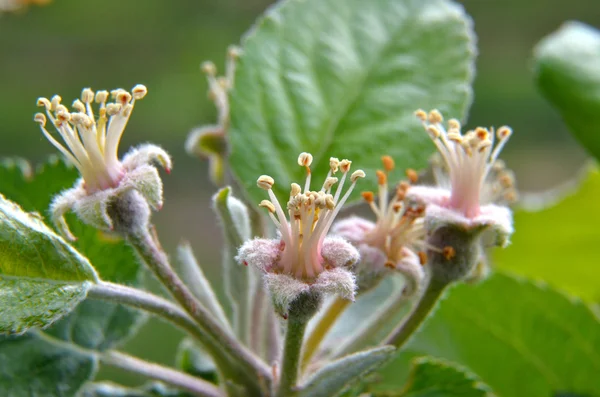 Flor de árvore de fruto danificada por geada, macro — Fotografia de Stock