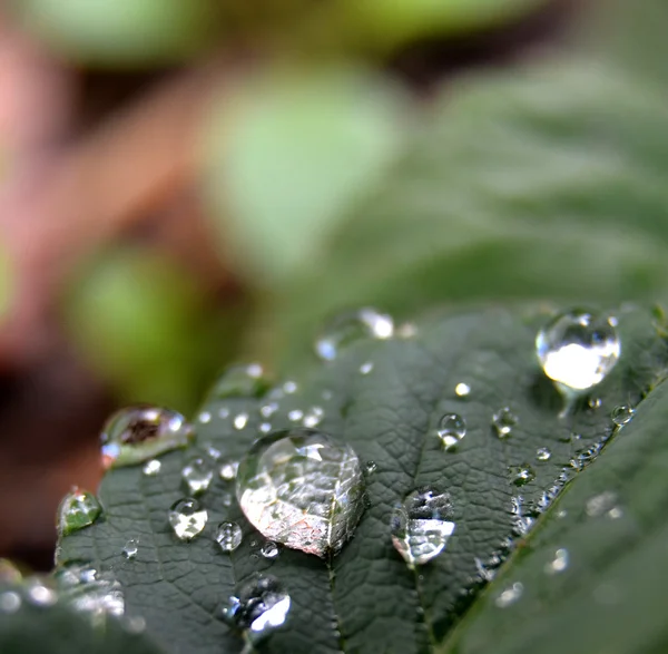 Gocce di pioggia su una foglia di fragola — Foto Stock