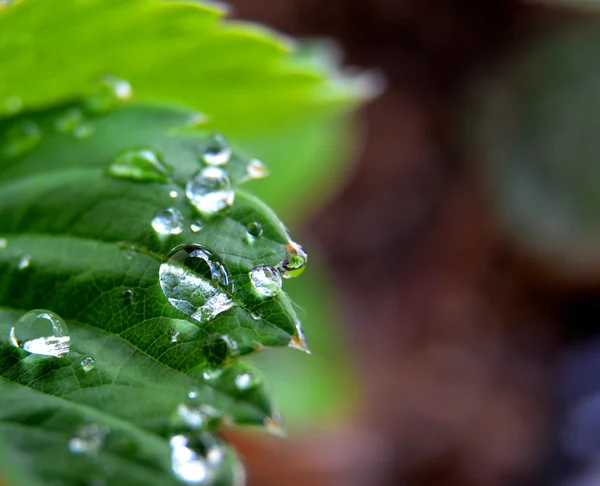 Gotas de lluvia en una hoja de fresa — Foto de Stock
