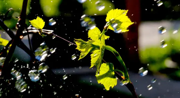 Gotas de água em umas folhas de uva — Fotografia de Stock