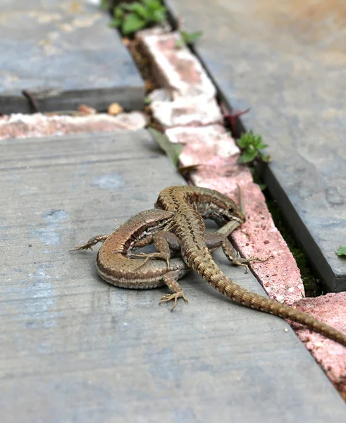 Lagarto comer cauda para outro — Fotografia de Stock