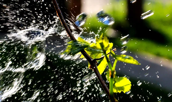 Водяные капли на листьях винограда — стоковое фото