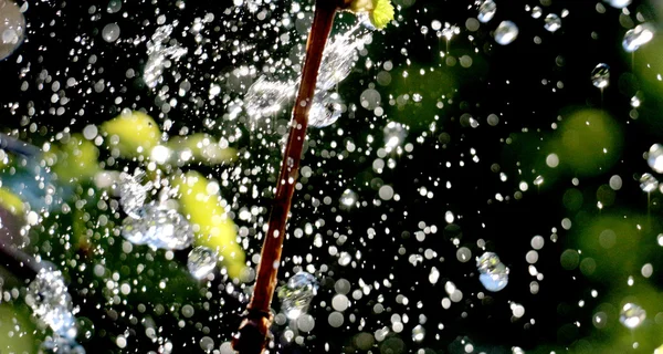 Gocce d'acqua su foglie di chicco d'uva — Foto Stock