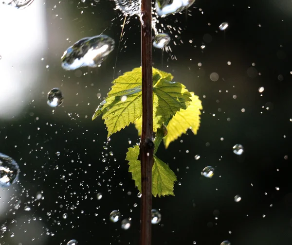 Gouttes d'eau sur une feuille de raisin — Photo