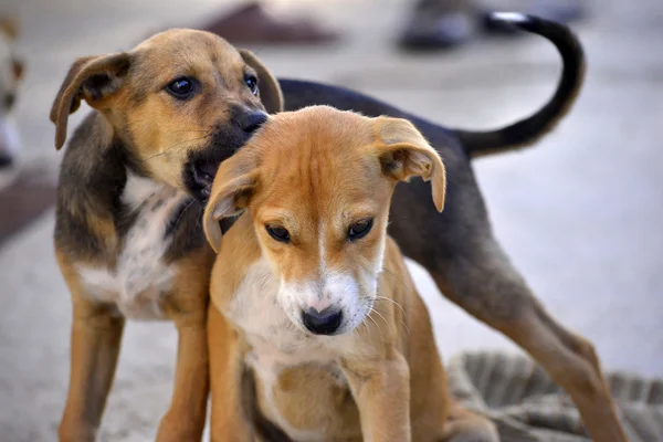 Cuccioli giocherelloni al mattino — Foto Stock