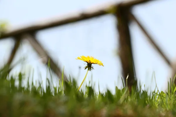 Fiori di tarassaco giallo in primavera — Foto Stock