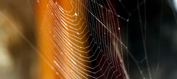 Imagen de una tela de araña — Foto de Stock