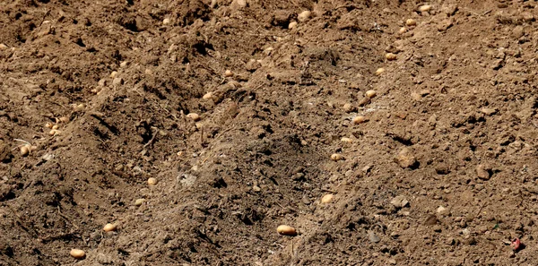 Fresh planted potatoes — Stock Photo, Image