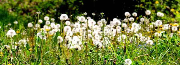 Fleurs de pissenlit jaune au printemps — Photo