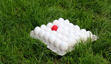 Beyaz yumurta ile fark kavramı