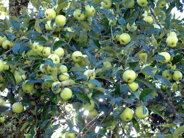 Green apples in orchard — Stock Photo, Image