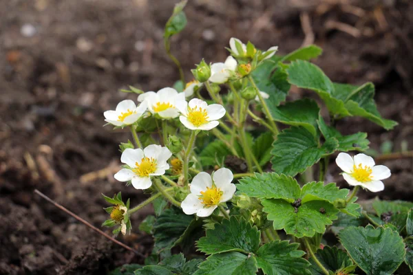 Strawberry blossom , flowers — Stock Photo, Image