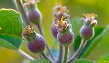 küçük elma büyüyen