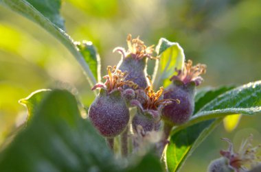 küçük elma büyüyen