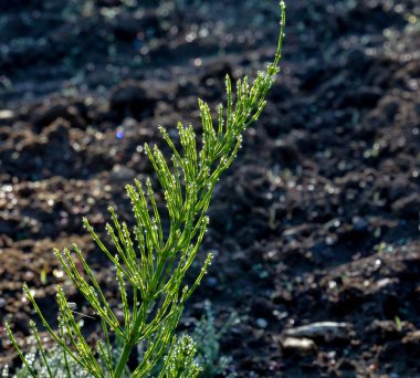Çimlerin üzerinde çiy taneleri