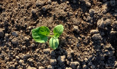 Taze lahana sabah dikti.