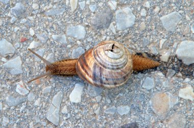 Bahçe salyangoz apshalt yolda