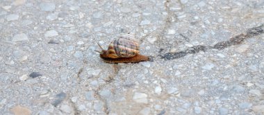 Bahçe salyangoz apshalt yolda