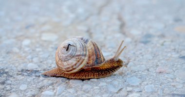 Bahçe salyangoz apshalt yolda